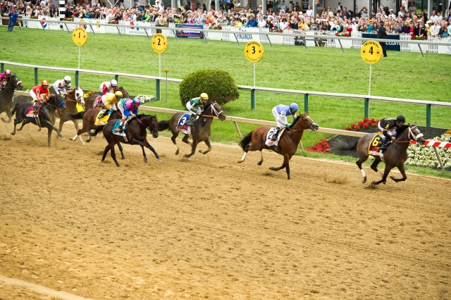 Finish of the 2013 Preakness Stakes